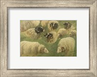 Black-Faced Ram and Sheep, 10 studies Fine Art Print