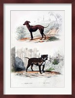 Pair of Dogs II Fine Art Print