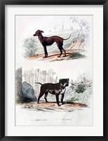 Pair of Dogs II Fine Art Print