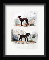 Pair of Dogs II Fine Art Print