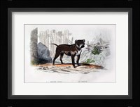 Dog IV Fine Art Print