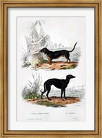 Pair of Dogs III Fine Art Print