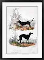 Pair of Dogs III Fine Art Print