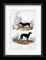 Pair of Dogs III Fine Art Print