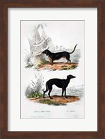 Pair of Dogs III Fine Art Print