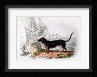Dog V Fine Art Print