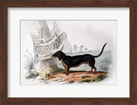 Dog V Fine Art Print