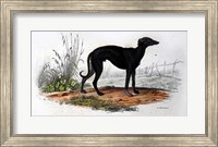 Dog VI Fine Art Print