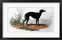 Dog VI Fine Art Print