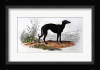 Dog VI Fine Art Print