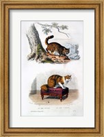 Wild Cat and Angora Cat Fine Art Print