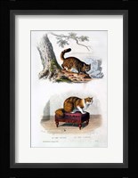 Wild Cat and Angora Cat Fine Art Print
