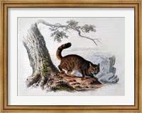Wild Cat Fine Art Print