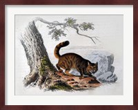 Wild Cat Fine Art Print