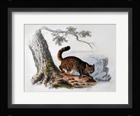 Wild Cat Fine Art Print