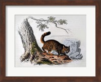 Wild Cat Fine Art Print