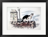 Cat on Roof Top Fine Art Print