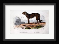 Leopard I Fine Art Print