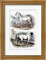Pair of Horses Fine Art Print