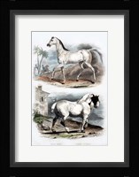 Pair of Horses Fine Art Print