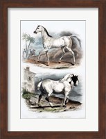 Pair of Horses Fine Art Print