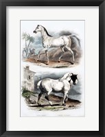 Pair of Horses Fine Art Print