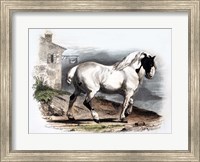 Horse II Fine Art Print