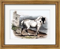 Horse II Fine Art Print