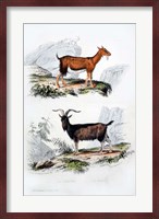 Male and Female Goats Fine Art Print