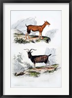 Male and Female Goats Fine Art Print