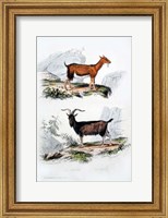 Male and Female Goats Fine Art Print