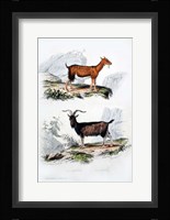 Male and Female Goats Fine Art Print