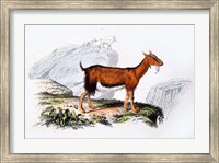 Female Goat Fine Art Print