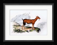 Female Goat Fine Art Print