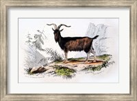 Male Goat Fine Art Print