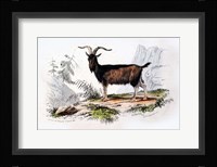 Male Goat Fine Art Print