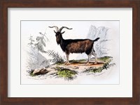 Male Goat Fine Art Print