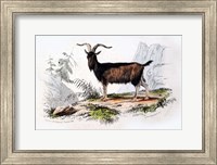Male Goat Fine Art Print