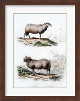 Sheep and Ram Fine Art Print