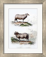 Sheep and Ram Fine Art Print