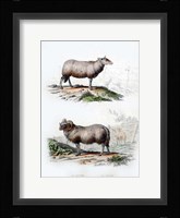 Sheep and Ram Fine Art Print