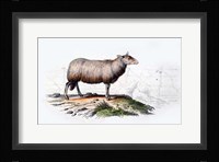 Sheep Fine Art Print