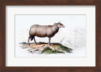 Sheep Fine Art Print