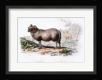Ram Fine Art Print