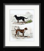 Pair of Dogs IV Fine Art Print