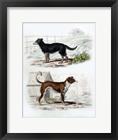 Pair of Dogs IV Fine Art Print