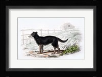 Dog VII Fine Art Print