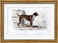 Dog VIII Fine Art Print