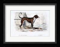 Dog VIII Fine Art Print