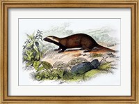 Badger Fine Art Print